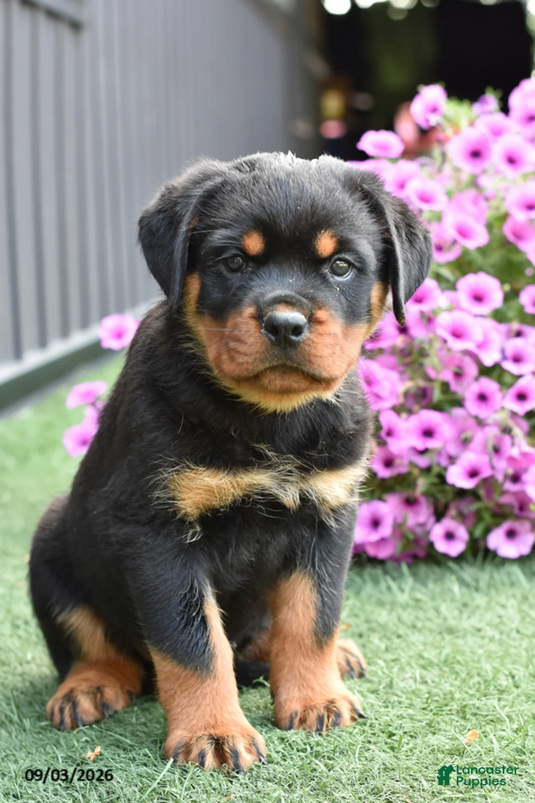 Rottweiler dogs for sale: Zenna - Ad 1