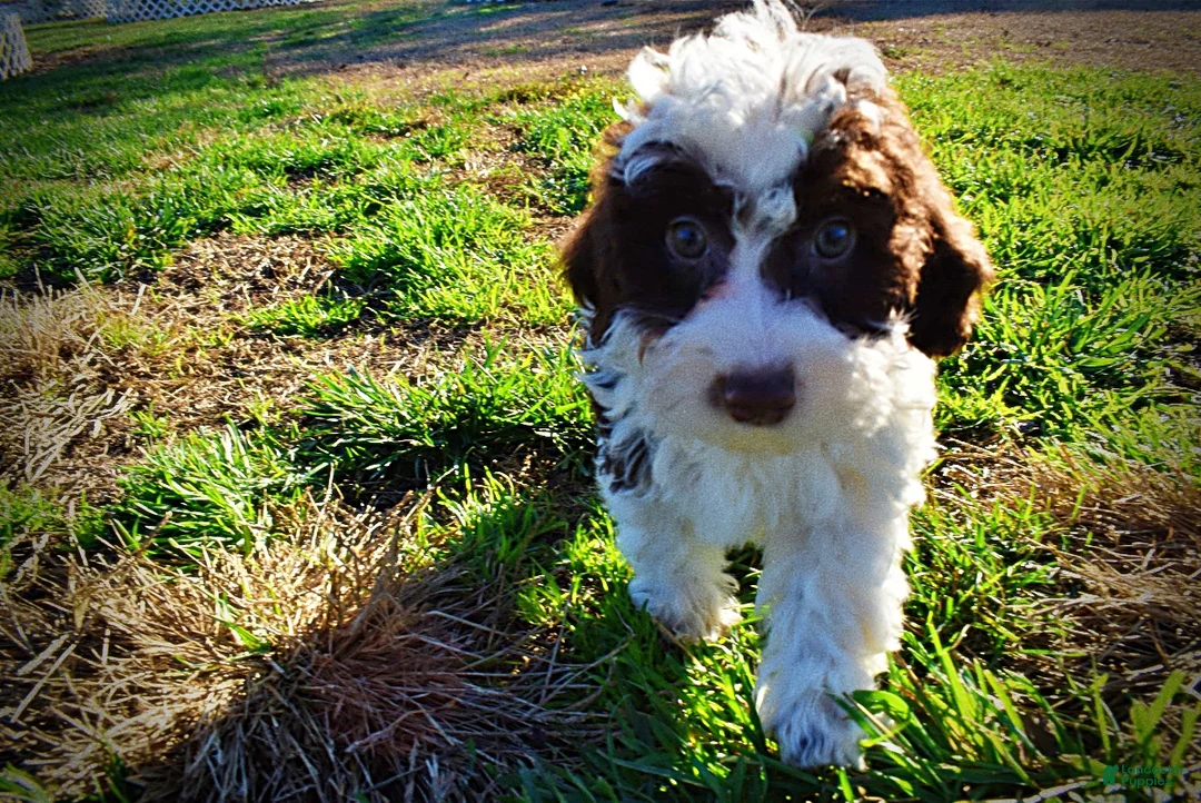 Havapoo dogs for sale: Simba - Ad 9