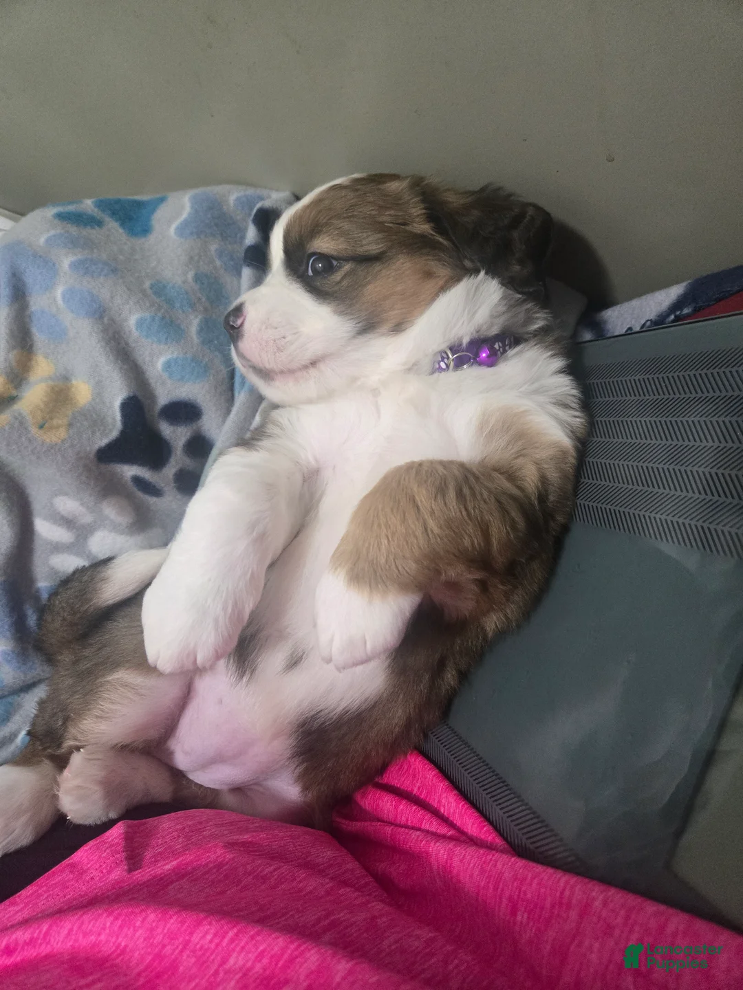 Mixed Breed dogs for sale: Princess - Ad 3