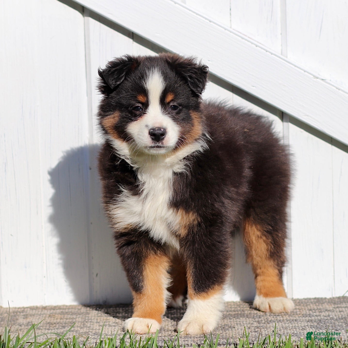 Miniature Australian Shepherd dogs Alex - Ad 1
