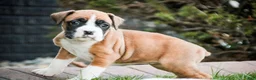 Boxer dogs for sale: Jewel - Ad 5