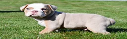 Beabull dogs for sale: Myles - Ad 7