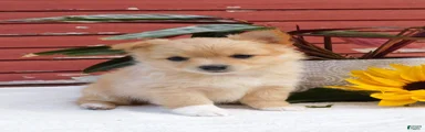 Jimbo 