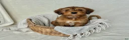 Bernedoodle dogs for sale: Bruno - Ad 1