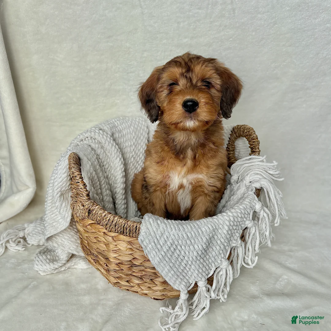 Bernedoodle dogs for sale: Bruno - Ad 1