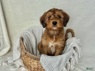 Bernedoodle dogs Bruno - Ad 36