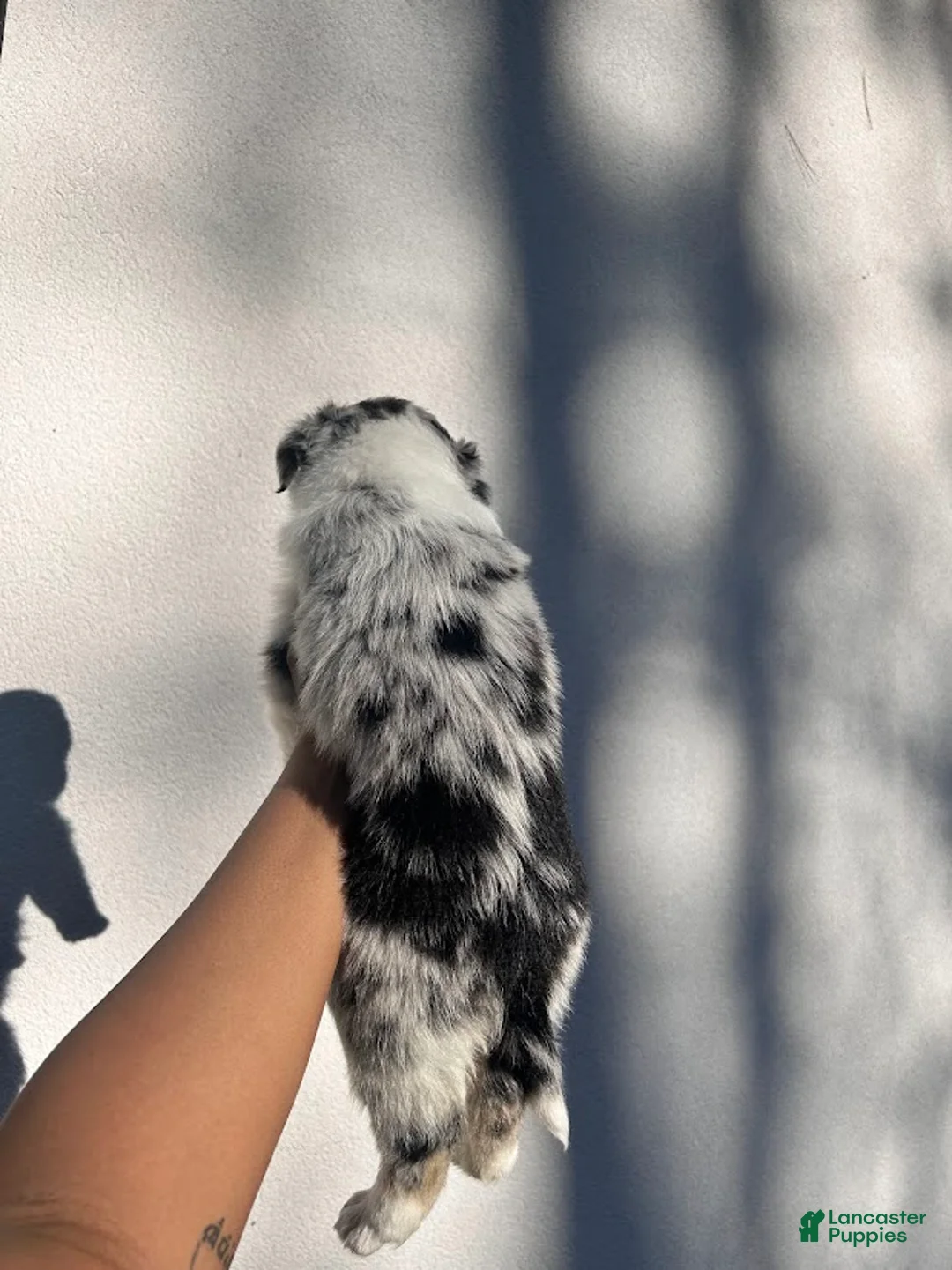 Australian Shepherd dogs for sale: Taupe - Ad 5