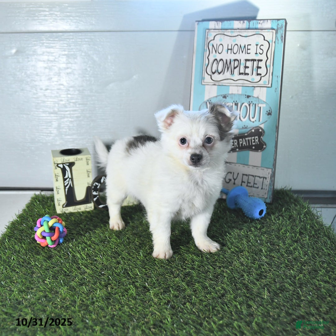 Chihuahua dogs for sale: Beau - Ad 11