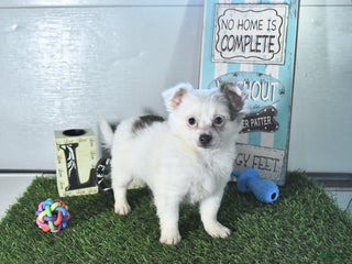 Chihuahua dogs - Ad 32