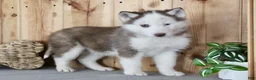 Siberian Husky dogs for sale: Dexter - Ad 5