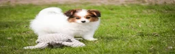 Papillon dogs for sale: Lottie - Ad 3