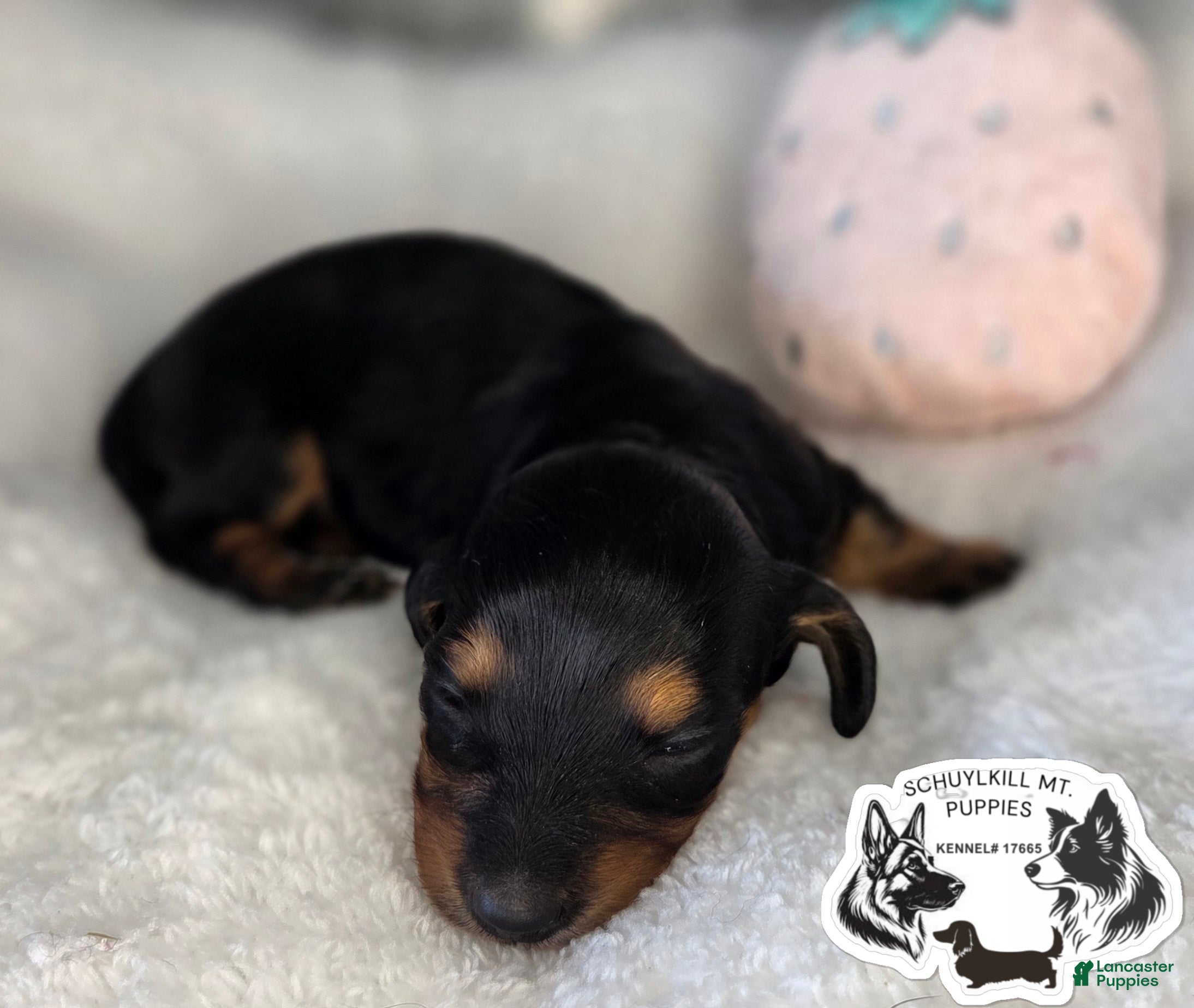Miniature Dachshund dogs Nora - Ad 37