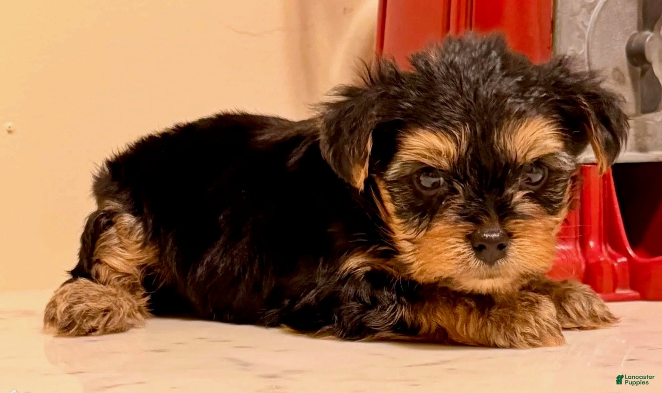 Yorkshire Terrier dogs for sale: Boy - Ad 2