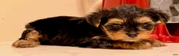 Yorkshire Terrier dogs for sale: Boy - Ad 1