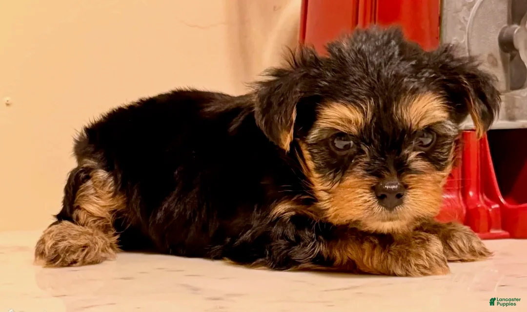 Yorkshire Terrier dogs for sale: Boy - Ad 1