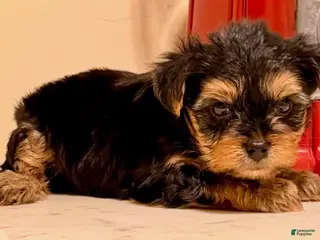 Yorkshire Terrier dogs for sale: Boy - Ad 2