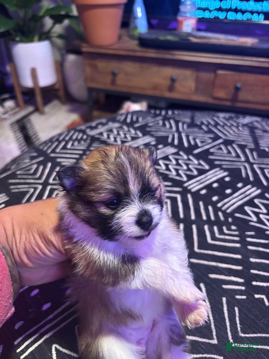 Pomeranian dogs for sale: Sparkles - Ad 1