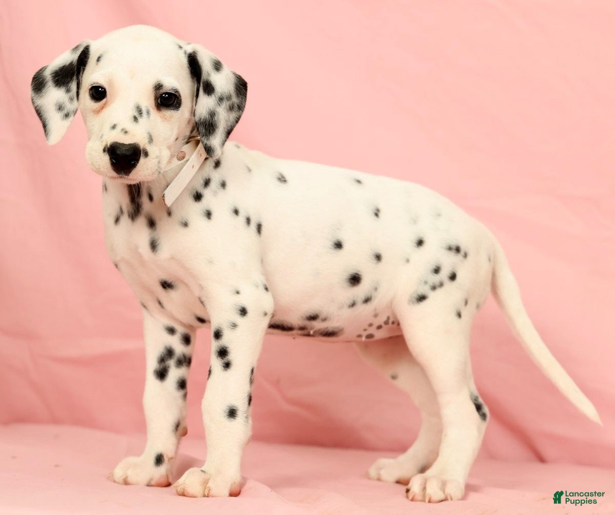 Dalmatian dogs Brittney - Ad 2