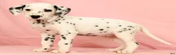 Dalmatian dogs for sale: Brittney - Ad 2