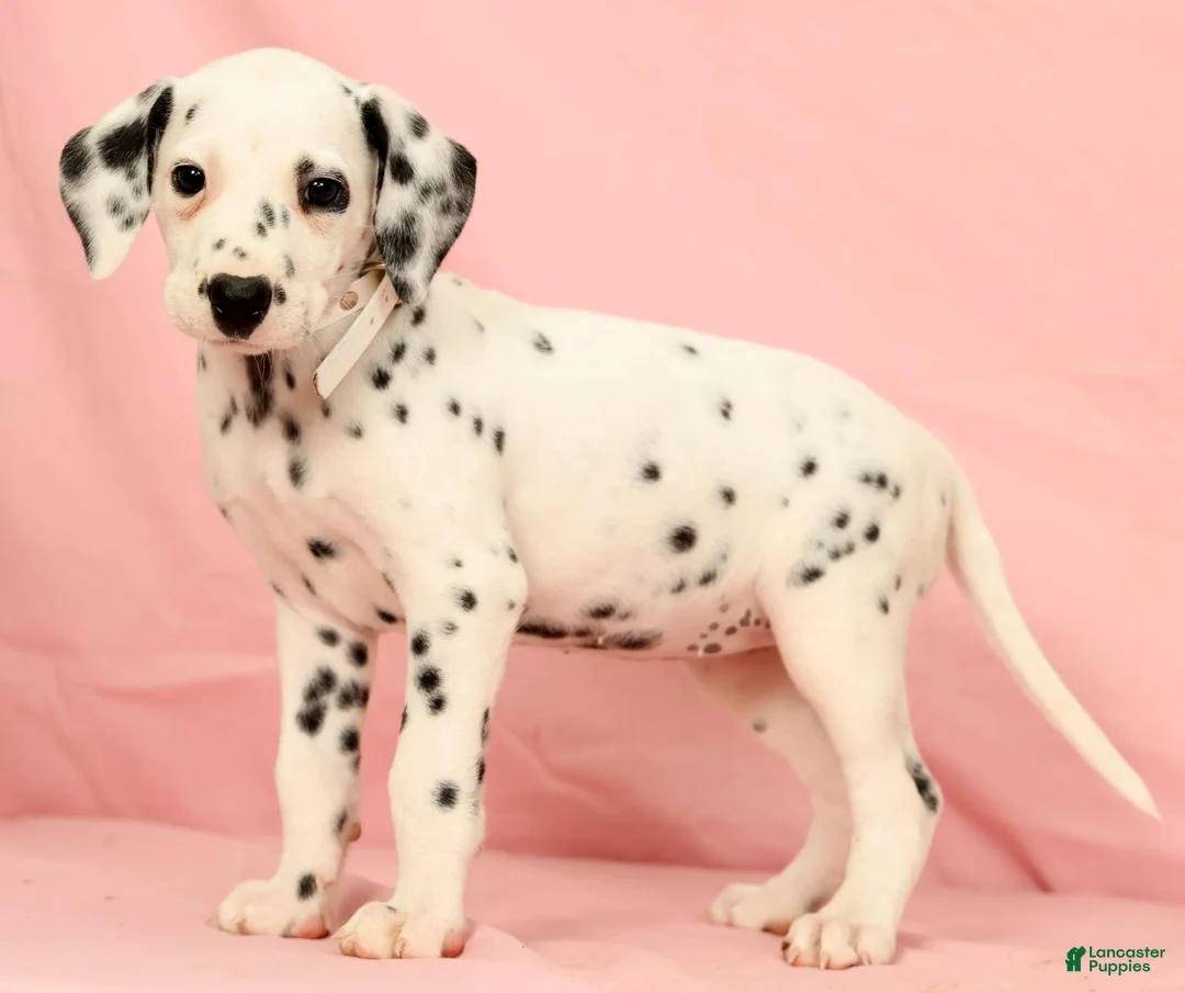Dalmatian dogs for sale: Brittney - Ad 2