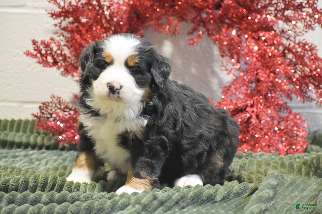 Bernese Mountain Dog dogs for sale: Cassie - Ad 2