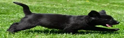 Labrador Retriever dogs for sale: Luna - Ad 2