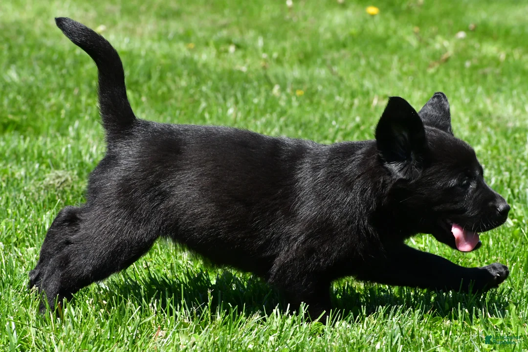 Labrador Retriever dogs for sale: Luna - Ad 2