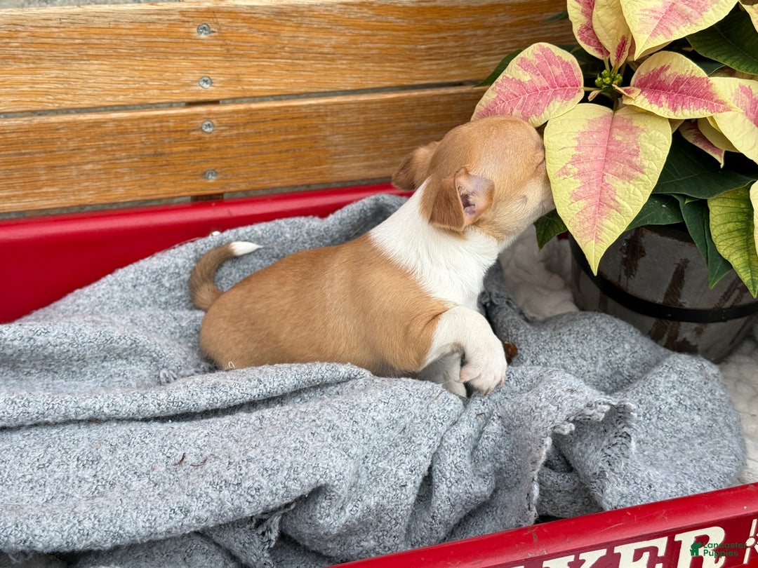 Chihuahua dogs for sale: Crystal - Ad 5