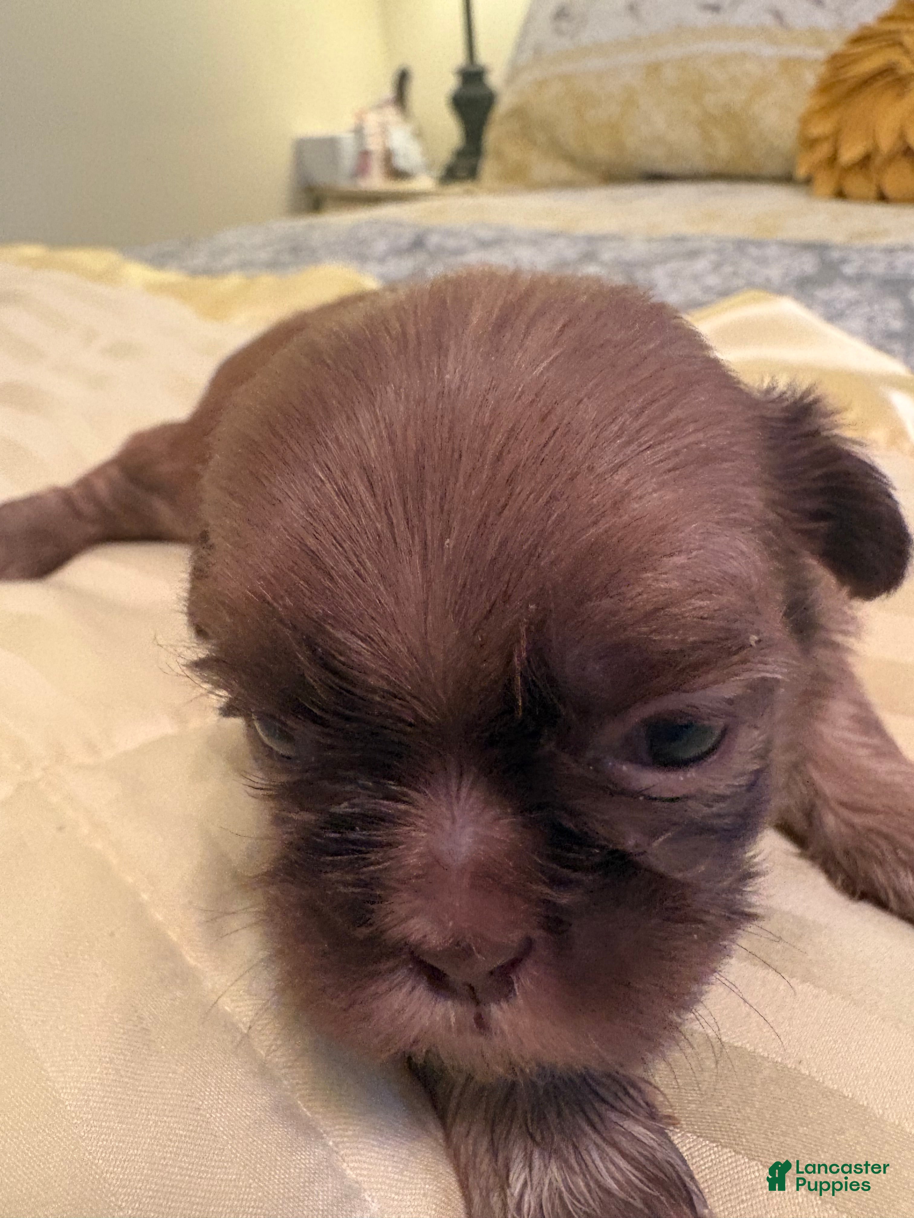 Shih Tzu dogs for sale: Wrigley - Ad 1