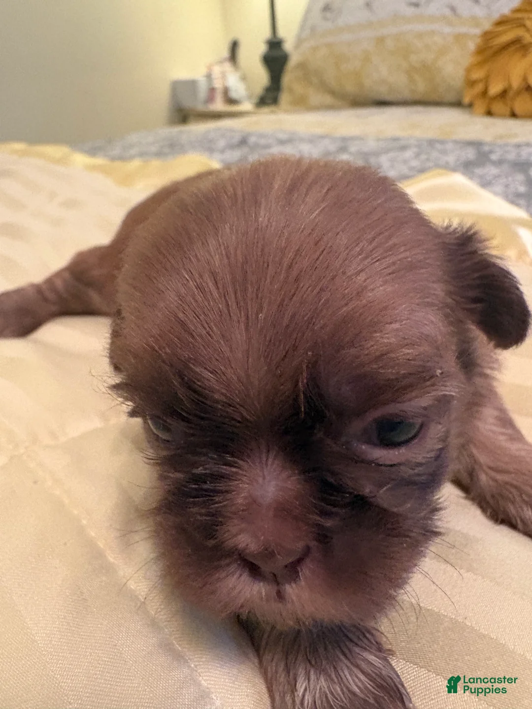 Shih Tzu dogs for sale: Wrigley - Ad 1