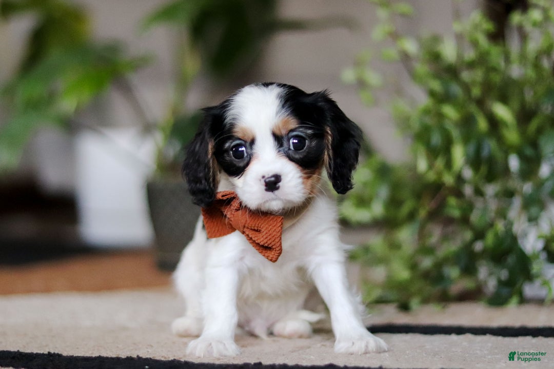 Cavalier King Charles Spaniel dogs for sale: Charles - Ad 3
