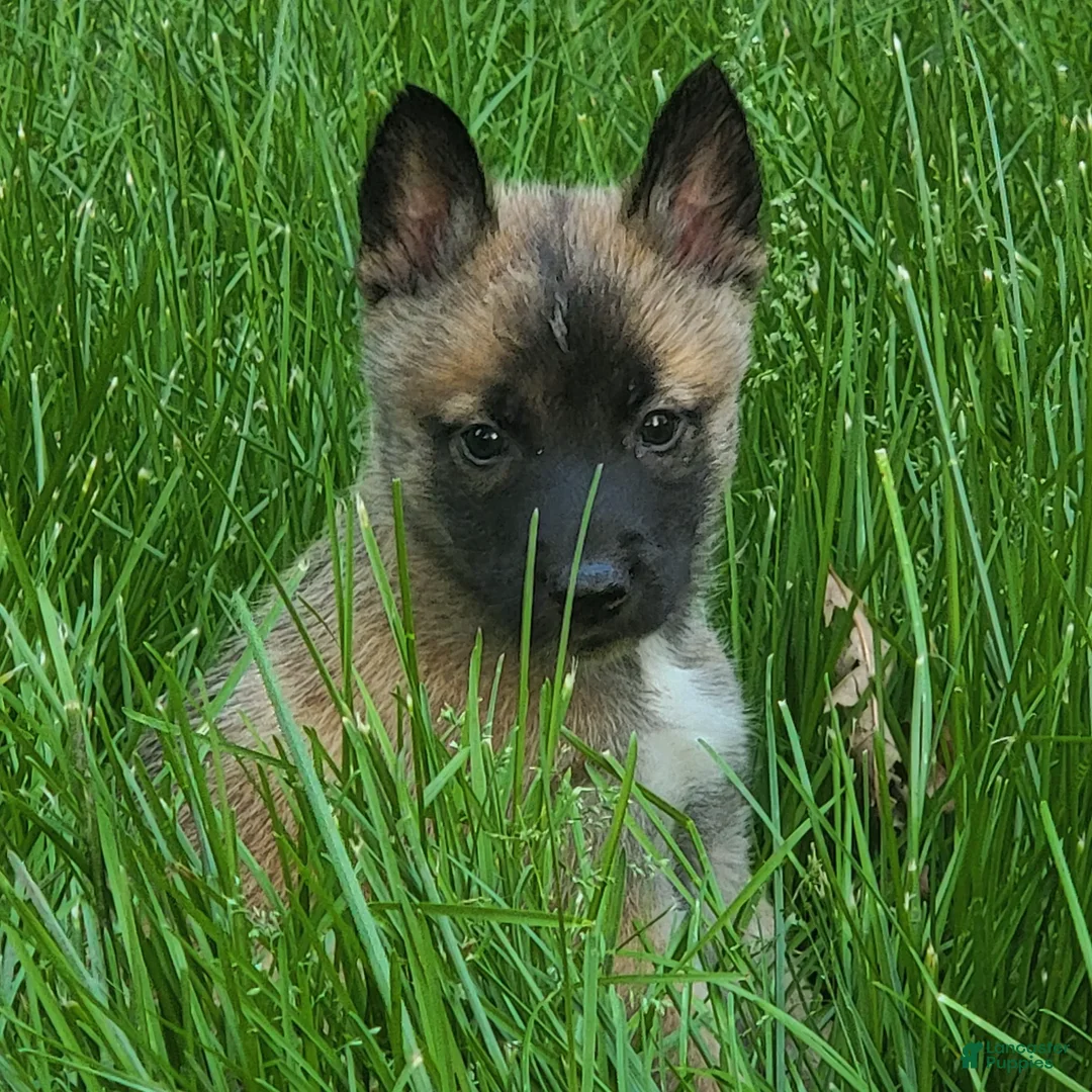 Gallery Image {{count}}