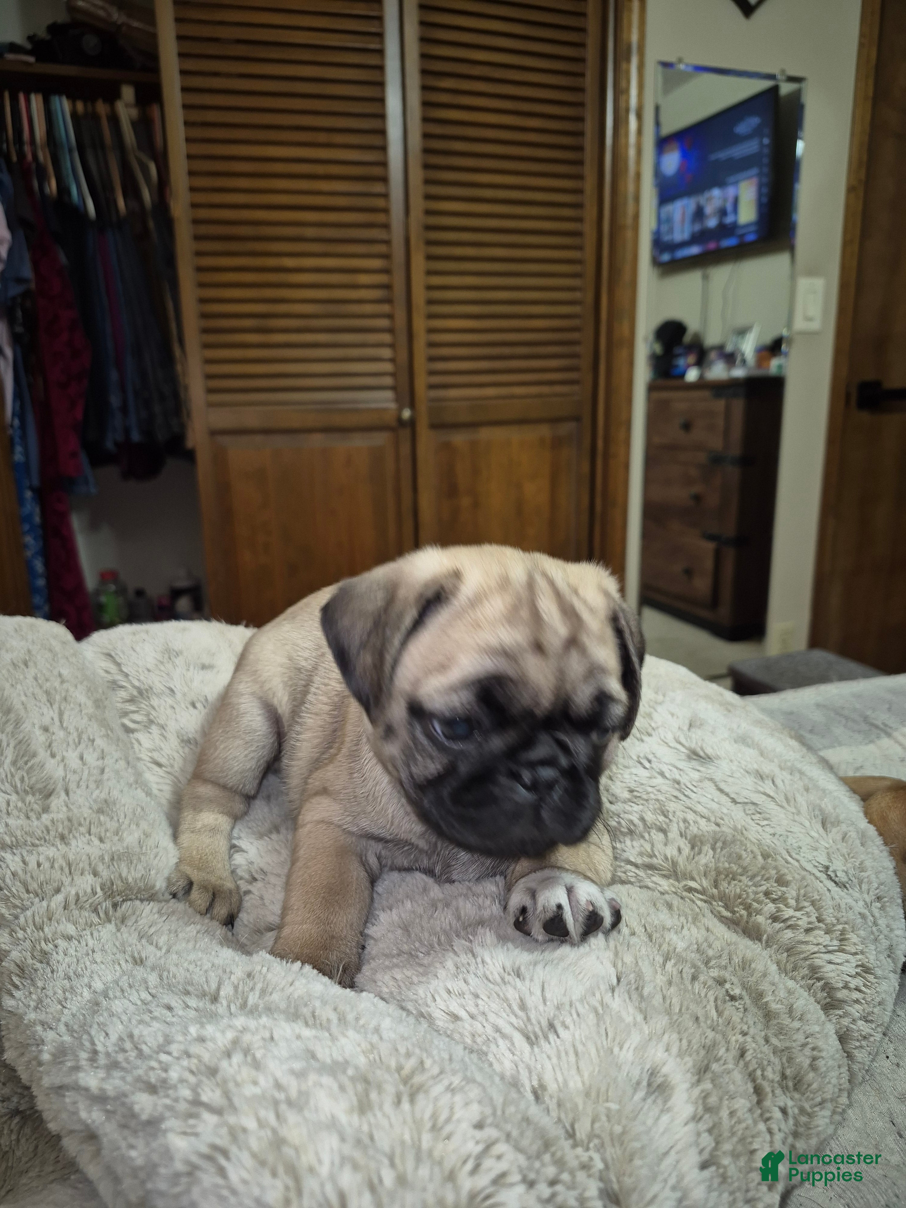 Pug dogs Pug Puppy 4 - Ad 2