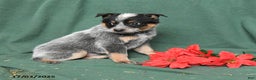 Australian Cattle Dog dogs for sale: Otis - Ad 5