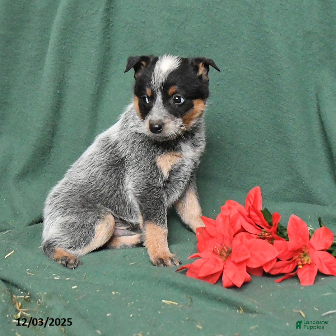 Australian Cattle Dog dogs for sale: Otis - Ad 5
