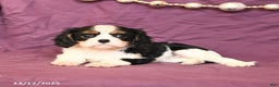 Cavalier King Charles Spaniel dogs for sale: Lilac - Ad 3