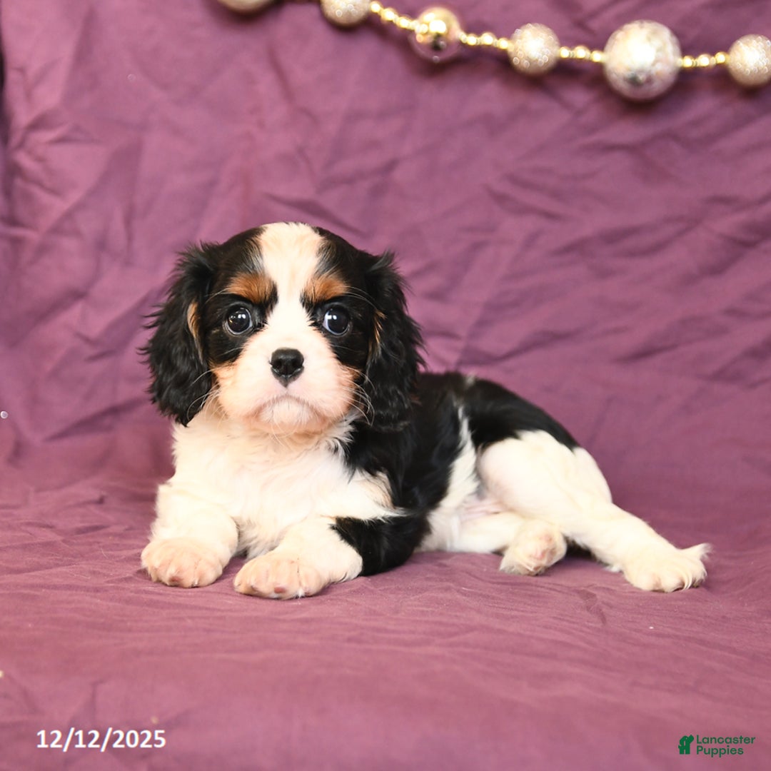 Cavalier King Charles Spaniel dogs for sale: Lilac - Ad 3