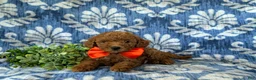 Mini Goldendoodle dogs for sale: Russell 10 lbs full grown - Ad 6