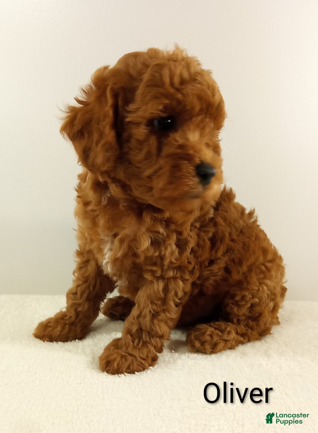 Toy Poodle dogs for sale: Oliver-AKC  - Ad 5
