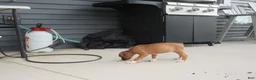 Boxer dogs for sale: Autumn - Ad 6