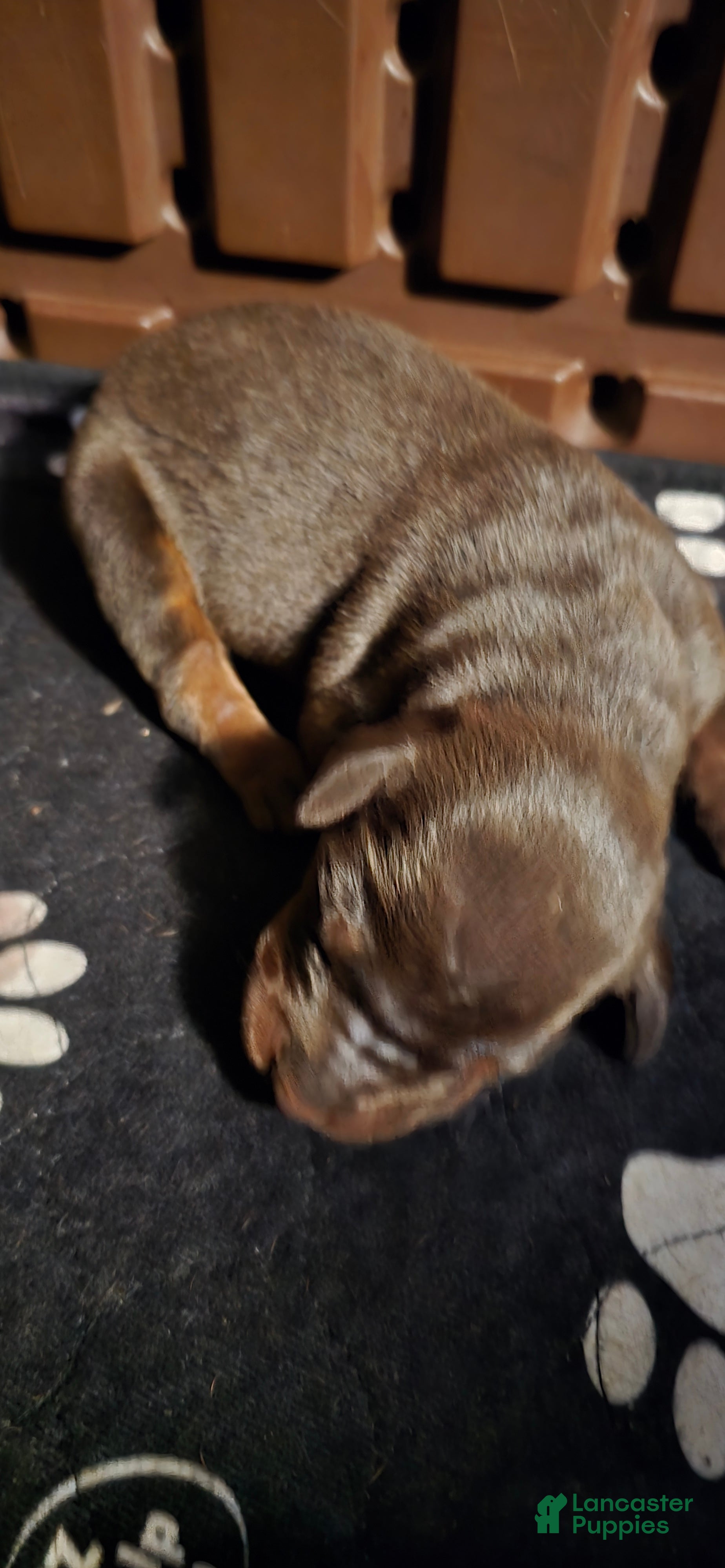 Doberman Pinscher dogs Athena - Ad 1