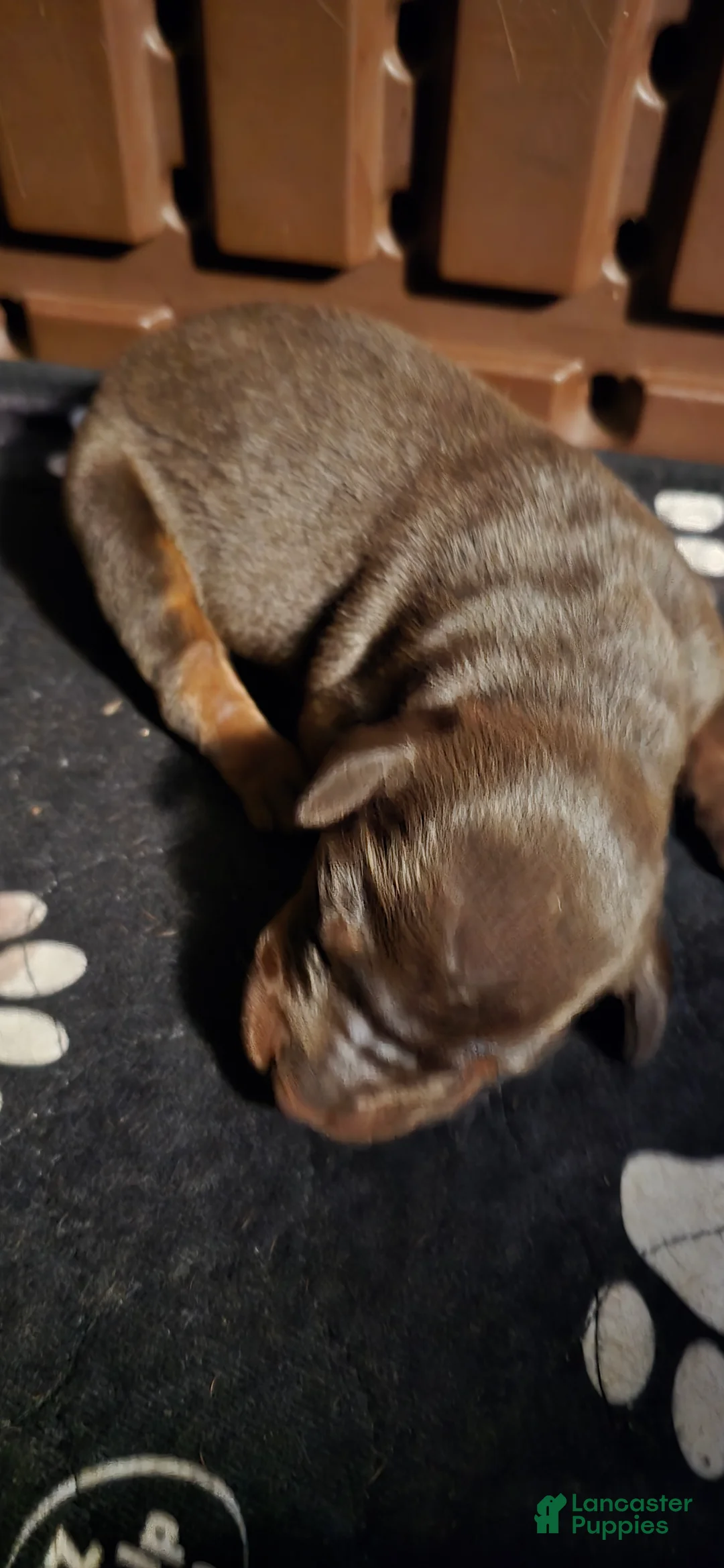 Doberman Pinscher dogs for sale: Athena - Ad 1