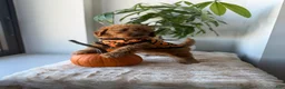 Mini Goldendoodle dogs for sale: Prada - Ad 3