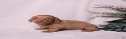 Miniature Dachshund dogs for sale: Peanut - Ad 6