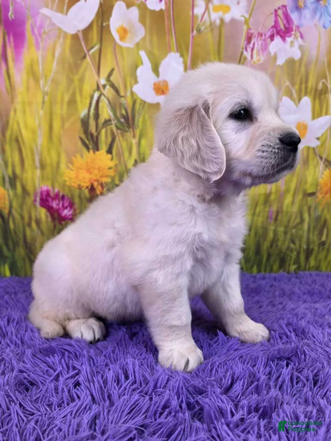 Golden Retriever dogs for sale: Marley - Ad 2