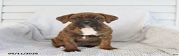 Boxer dogs for sale: Rusty - Ad 4