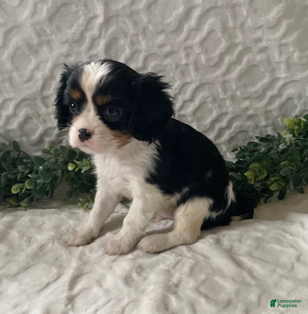 Cavalier King Charles Spaniel dogs for sale: Gizmo-Black tricolor - Ad 5