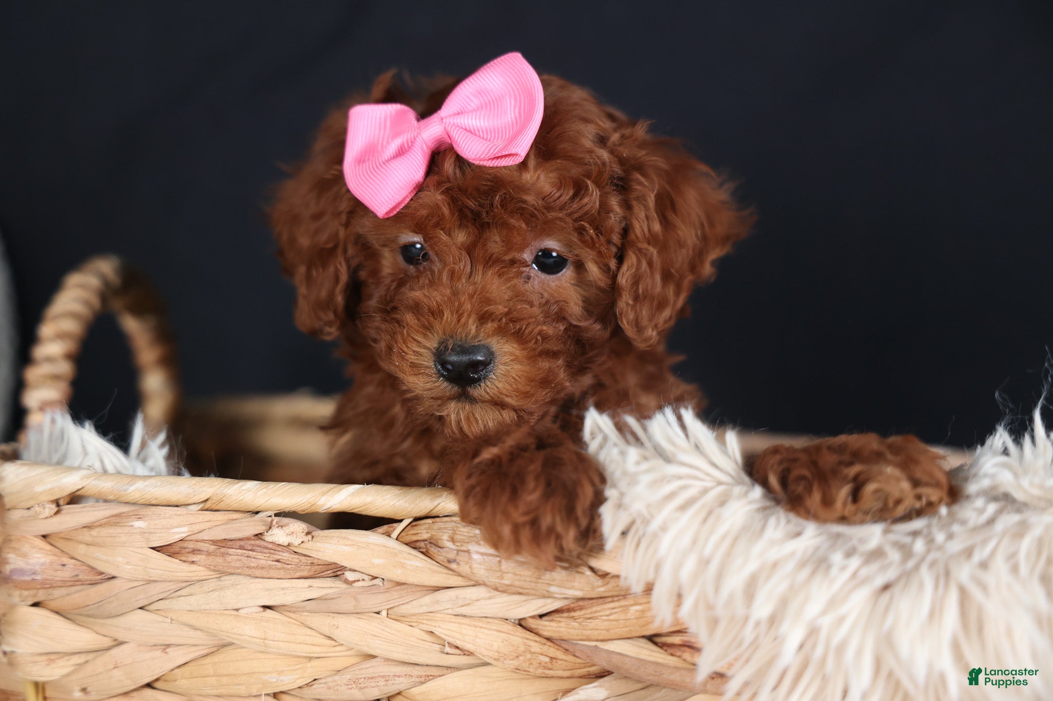 Miniature Poodle dogs BELLA - Ad 1