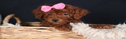 Miniature Poodle dogs for sale: BELLA - Ad 12