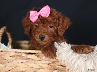 Miniature Poodle dogs BELLA - Ad 1